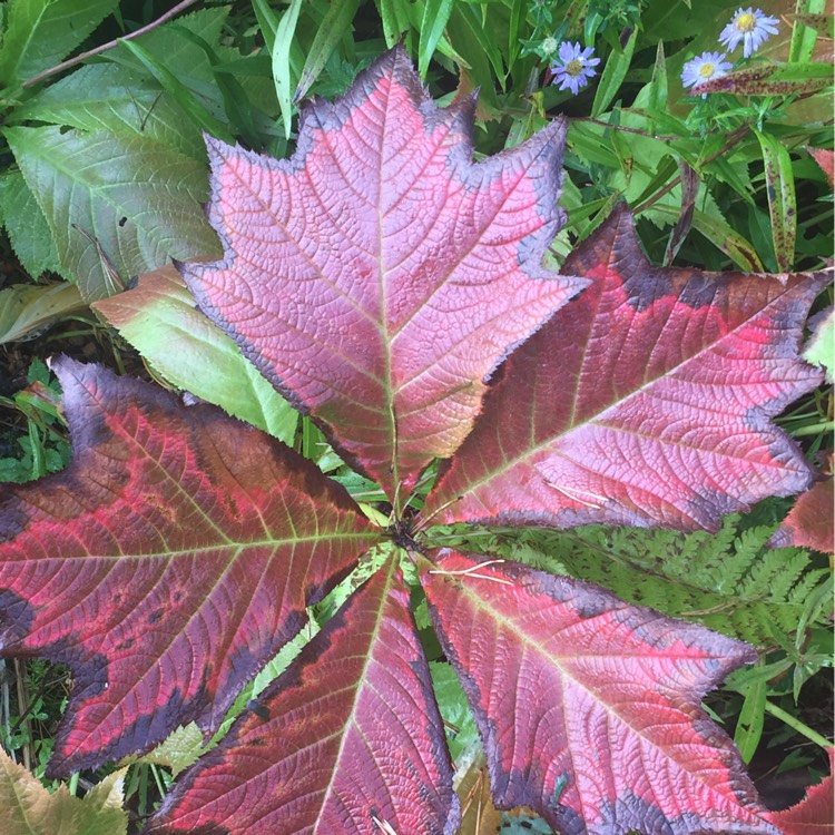 plant image 260903