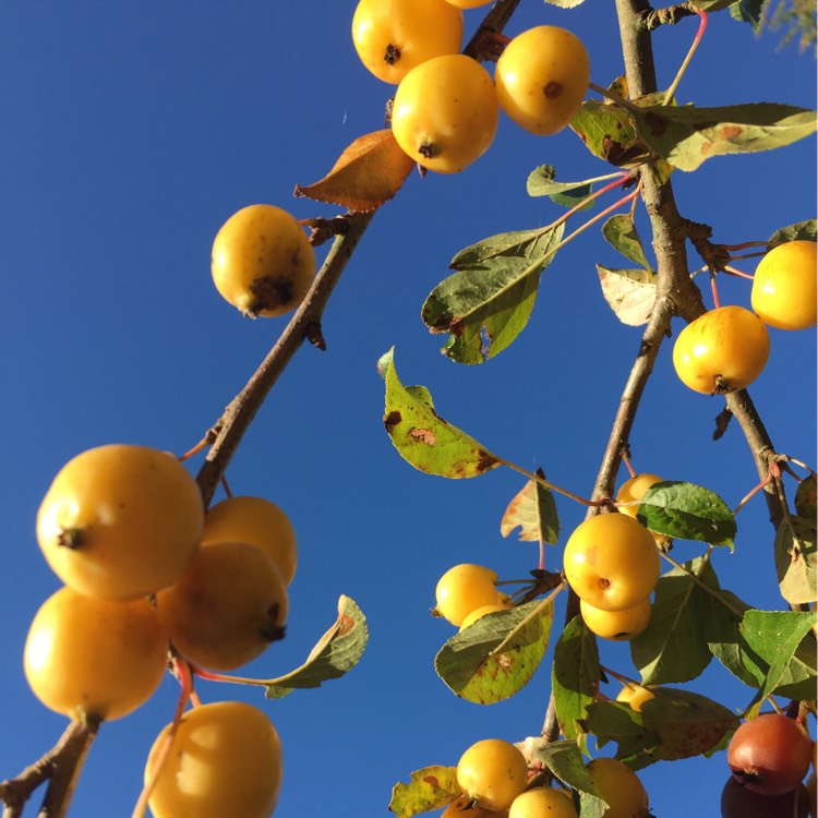 Plant image Malus x zumi 'Golden Hornet'
