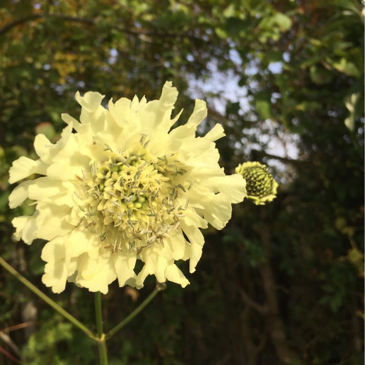Plant image Cephalaria gigantea syn. Cephalaria caucasica ; Cephalaria tatarica
