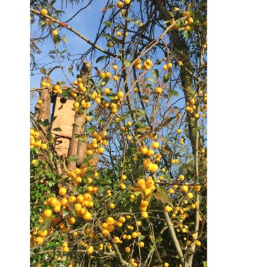 Plant image Malus x zumi 'Golden Hornet'