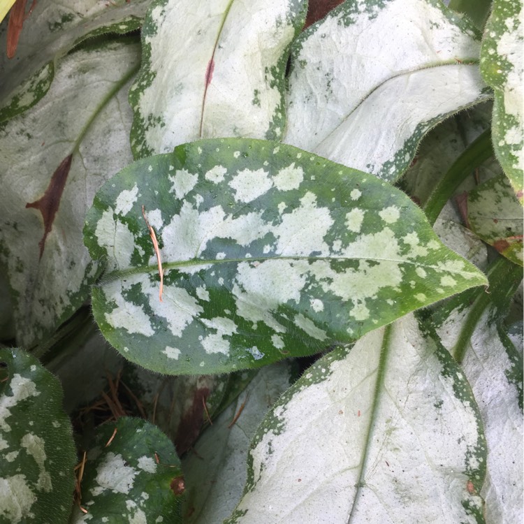 Plant image Pulmonaria saccharata
