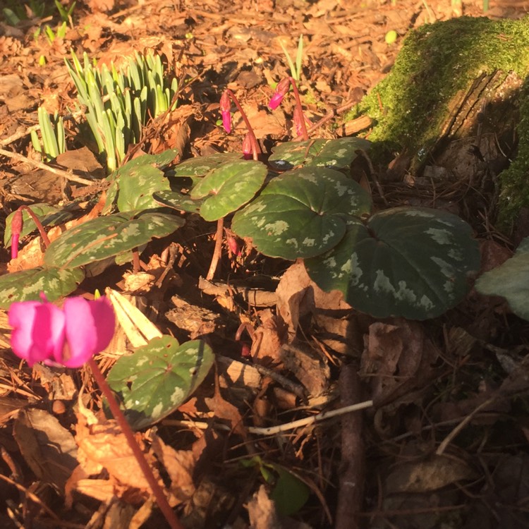 Plant image Cyclamen coum