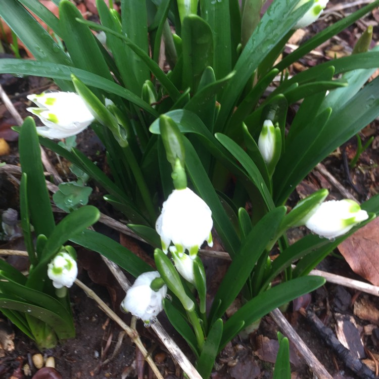 Plant image Leucojum vernum