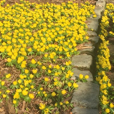 Eranthis hyemalis