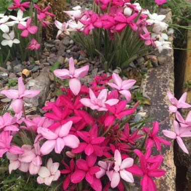 Rhodohypoxis baurii