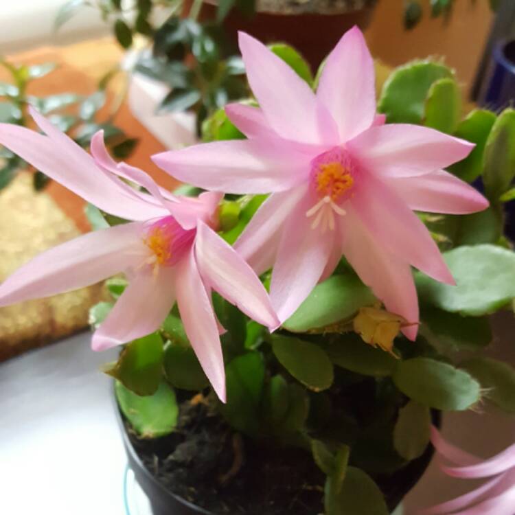 Plant image Rhipsalidopsis rosea