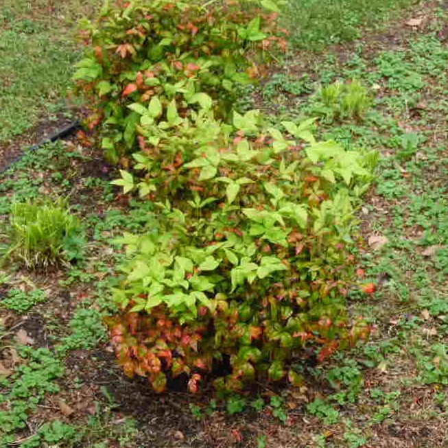plant image 376687