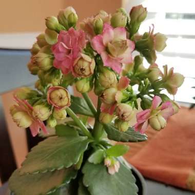 Kalanchoe 'Blossfeldiana'