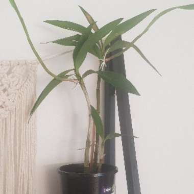 Dendrobium Orchid