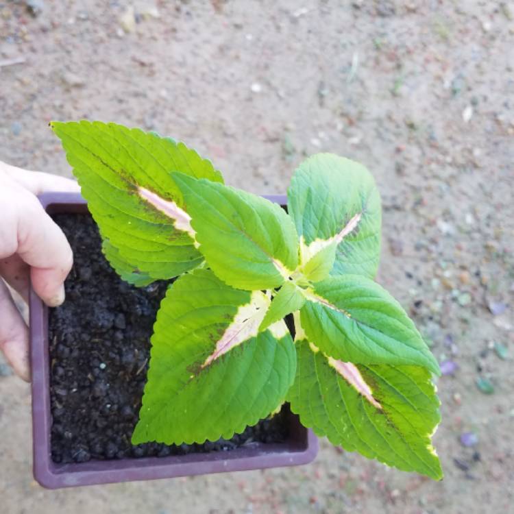 plant image 1414624