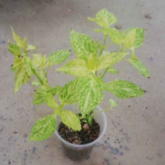 plant image 1415036