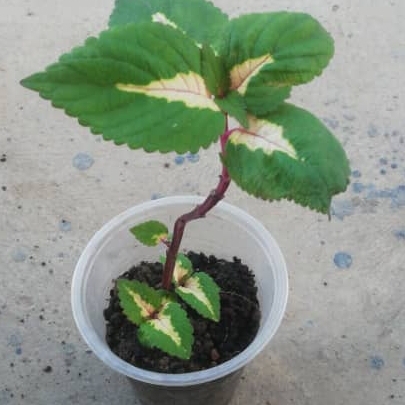 plant image 1415041