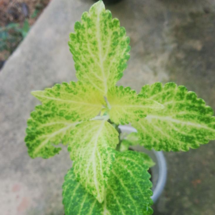 Plant image Solenostemon scutellarioides 'Ufo4335' syn. Solenostemon scutellarioides 'Electric Lime'