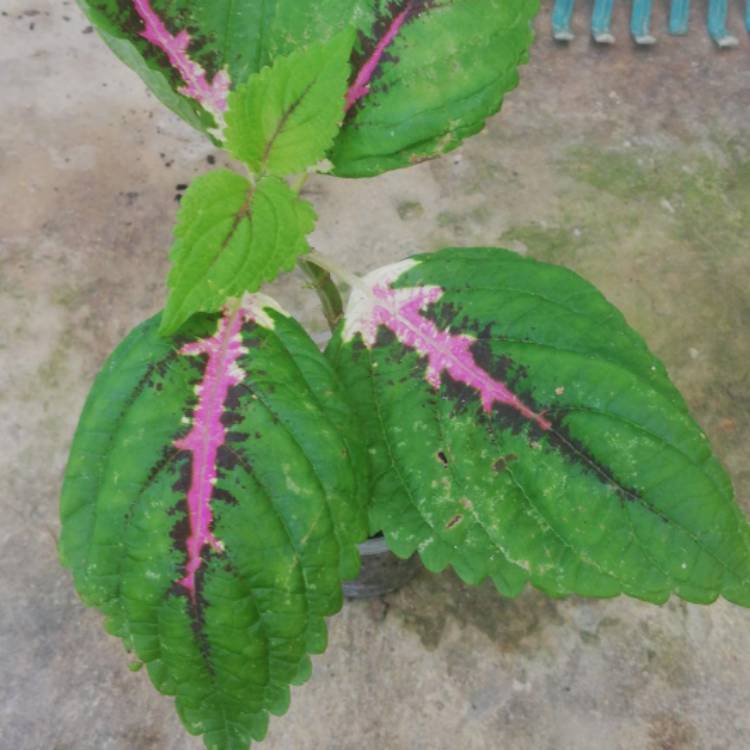 plant image 1415049