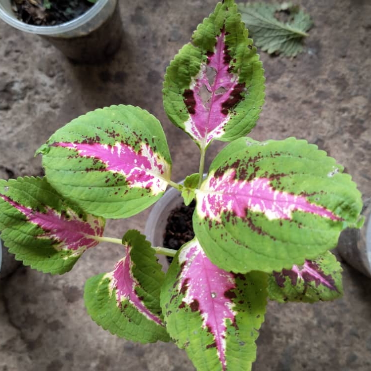 plant image 1415178