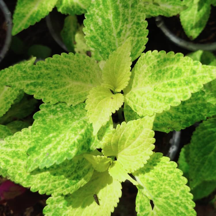 Plant image Solenostemon scutellarioides 'Ufo4335' syn. Solenostemon scutellarioides 'Electric Lime'