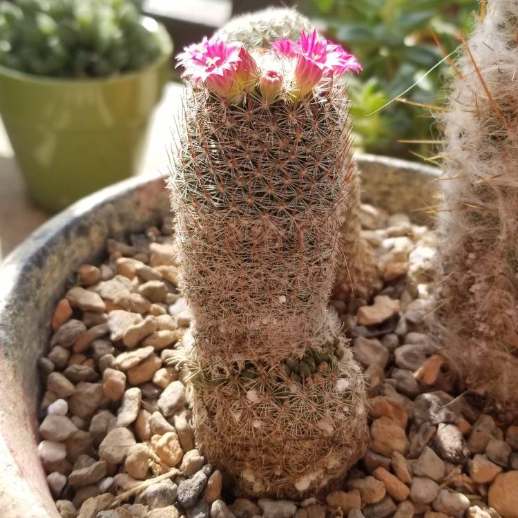 Plant image Mammillaria matudae