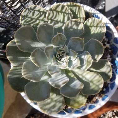 Echeveria 'Lilacina'
