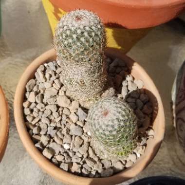 Thumb Cactus