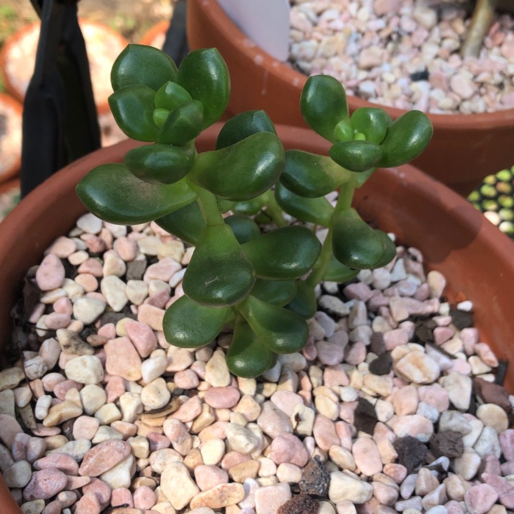 plant image 1227392