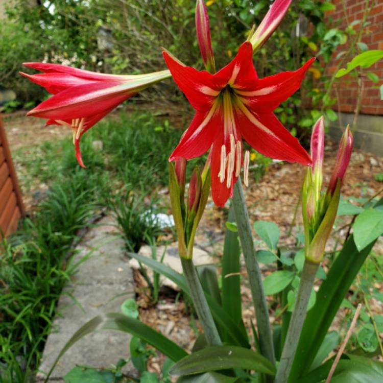 plant image 1273920