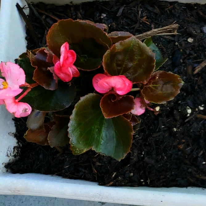 plant image 1275447 plant image 1275447