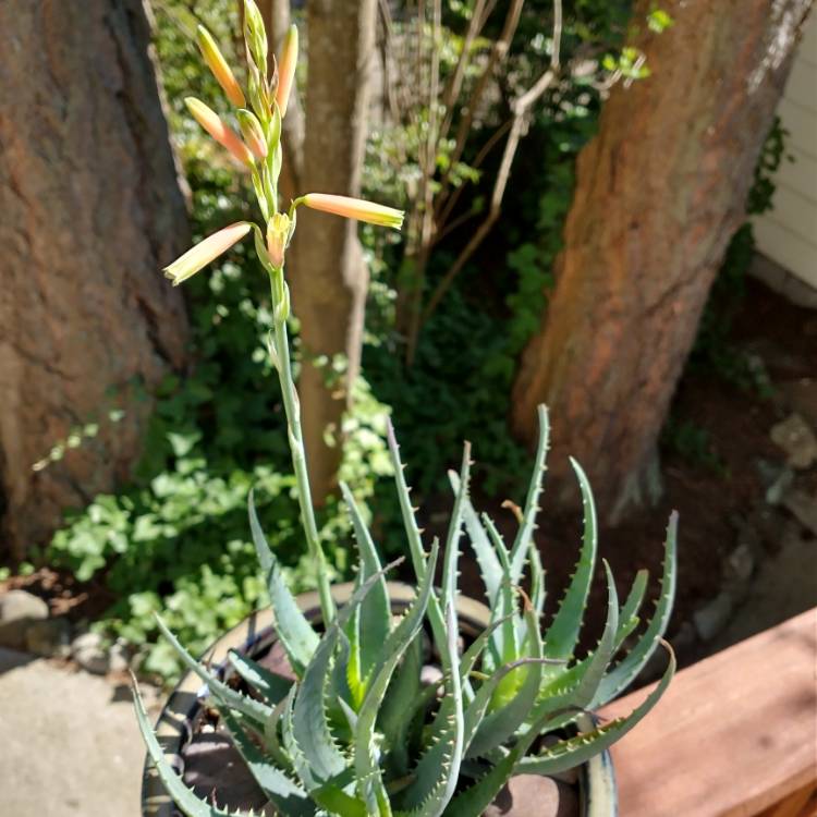 plant image 1464780