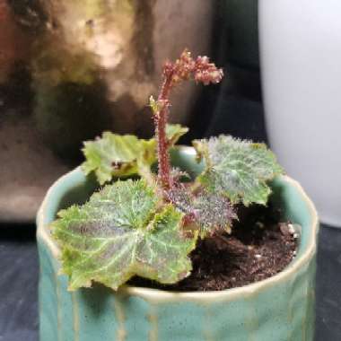 Strawberry Saxifrage