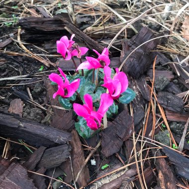 Cyclamen (Hardy)