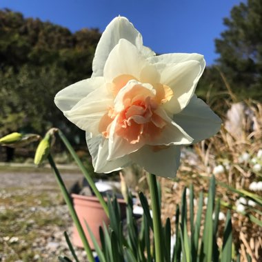 Anne-Marie's garden