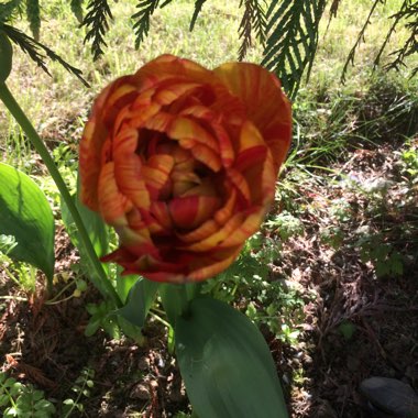 Maggie's garden