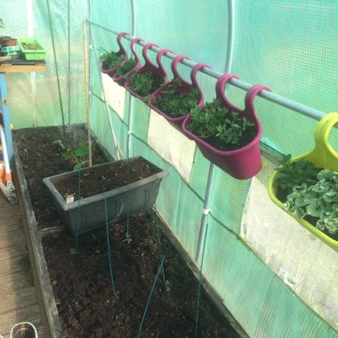 Maggie's garden