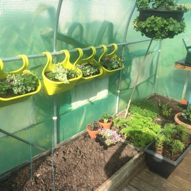 Maggie's garden