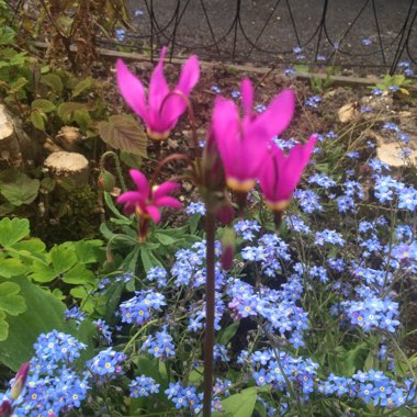 Maggie's garden