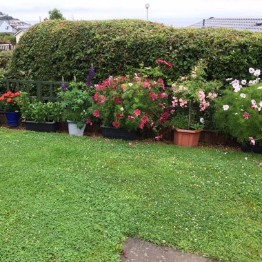 Maggie's garden