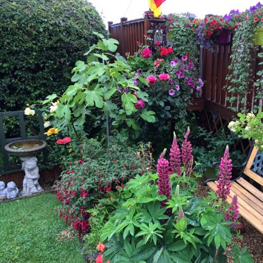 Maggie's garden