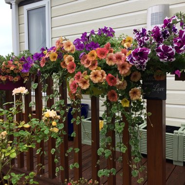 Maggie's garden