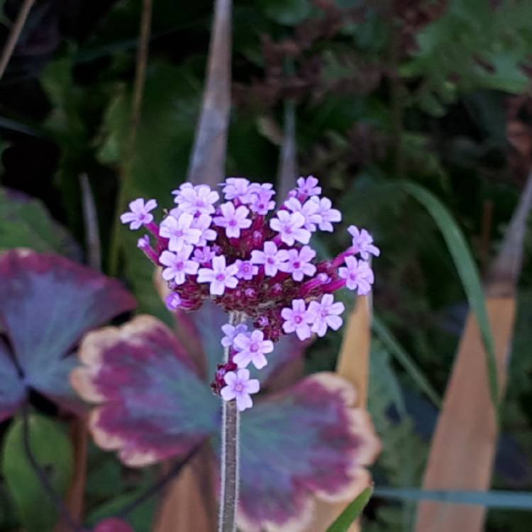 Plant image Verbena bonariensis 'Lollipop'