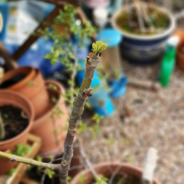 Plant image Ficus carica 'Brown Turkey'