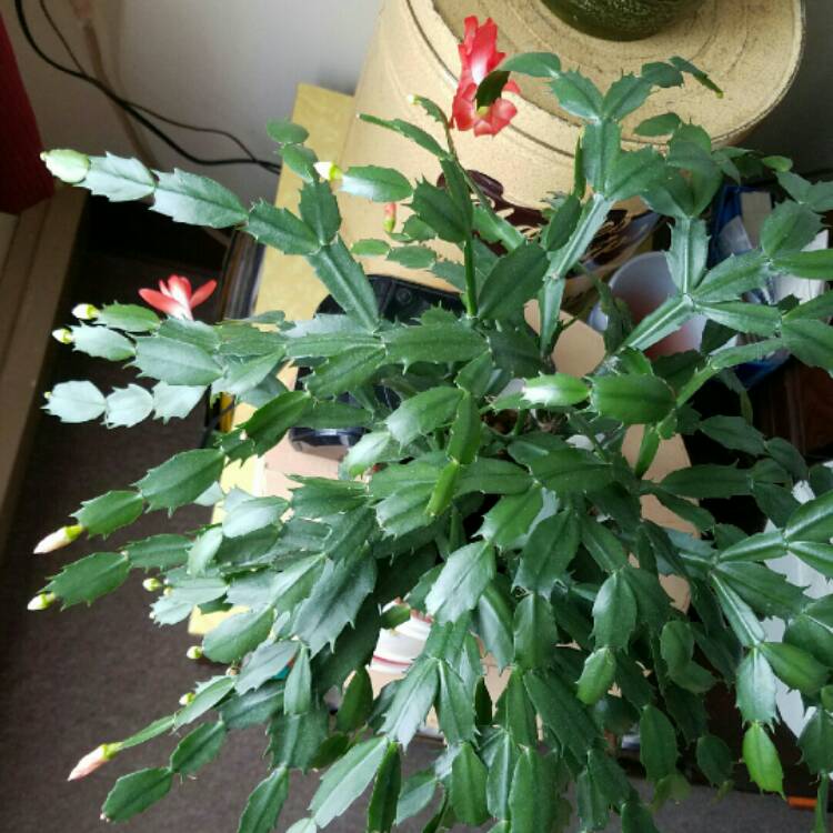 plant image 296679