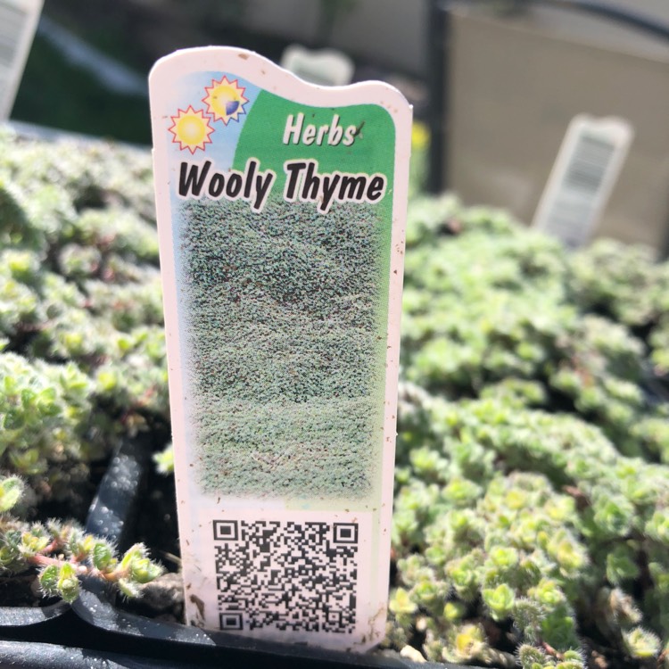 Plant image Thymus Pseudolanuginosus