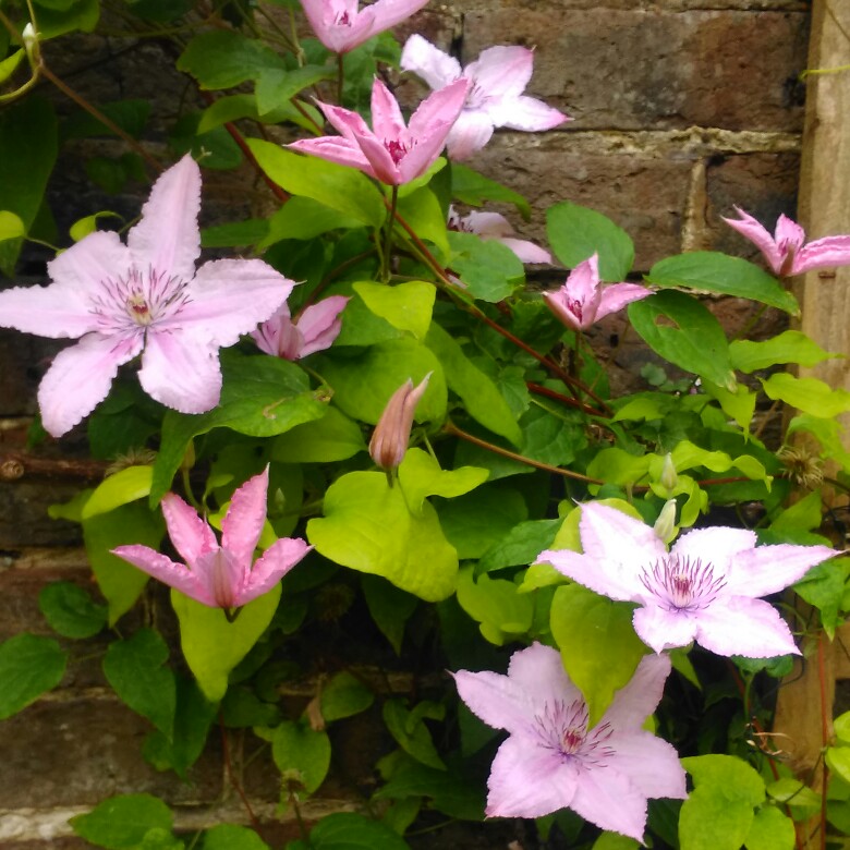 Plant image Clematis 'Hagley Hybrid'