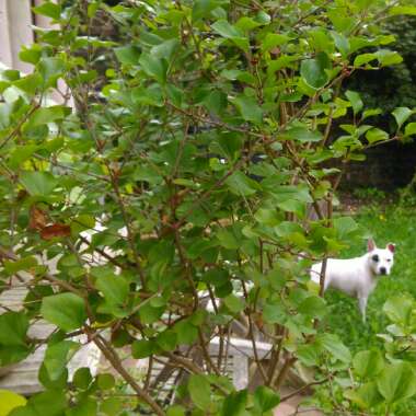 Syringa meyeri 'Palibin' syn. Syringa palibiniana