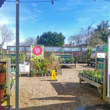 Kelly's garden