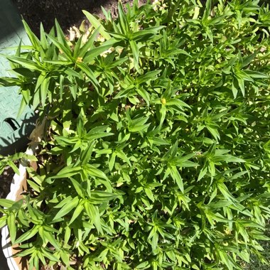 Kathy's garden