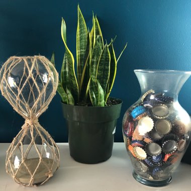 Sansevieria