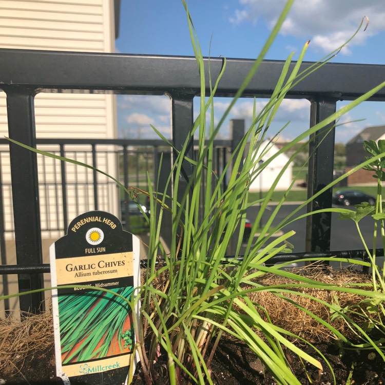plant image 688490