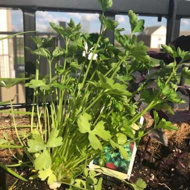 Italian Parsley 'Gigante'