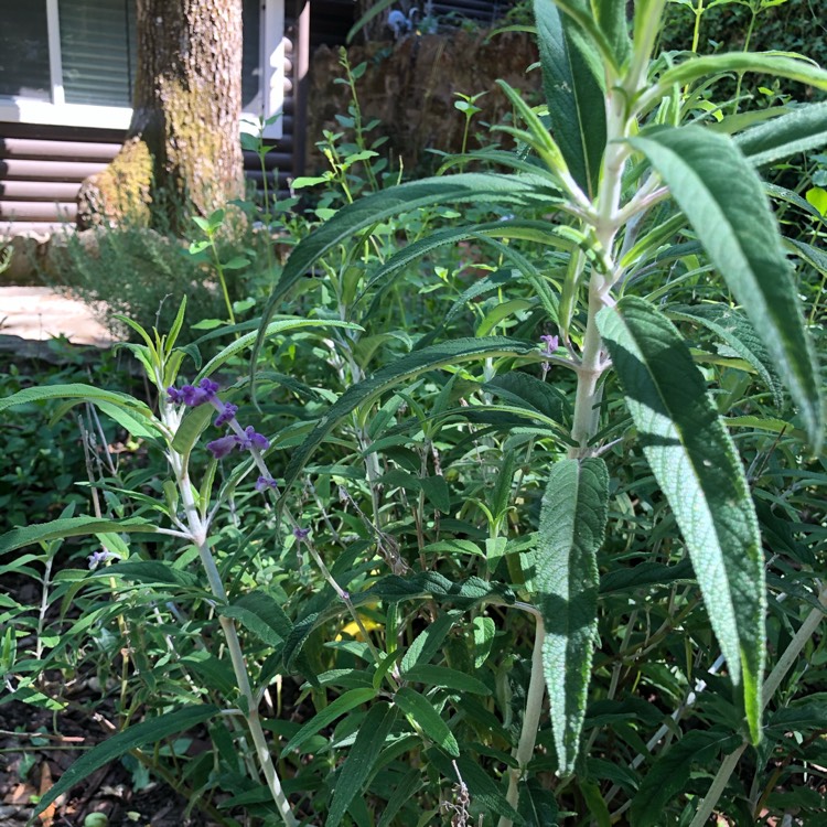 plant image 1324183