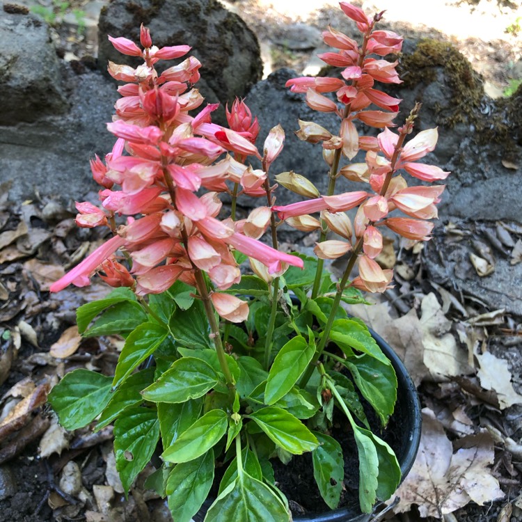 Plant image Salvia splendens 'Salsa Mixed'